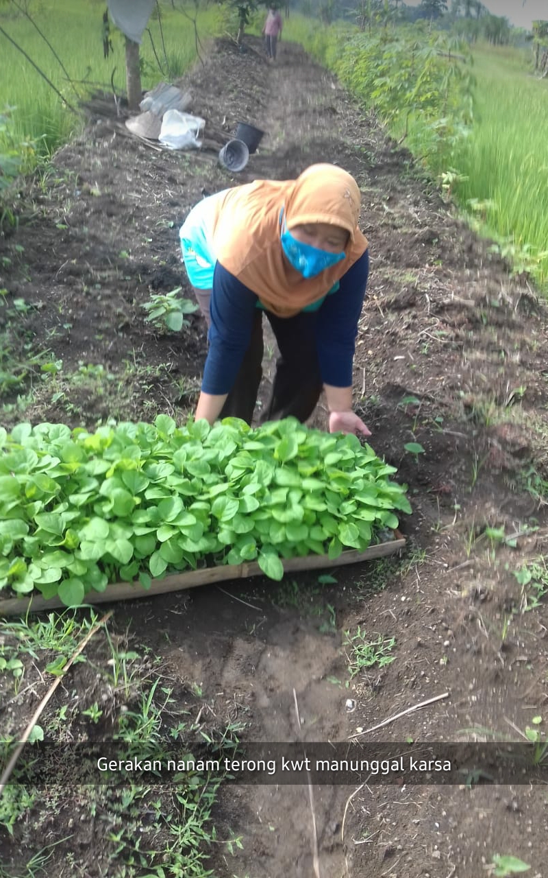 KWT Manunggal Karsa Menyiapkan Sayuran untuk Supply e-Warung