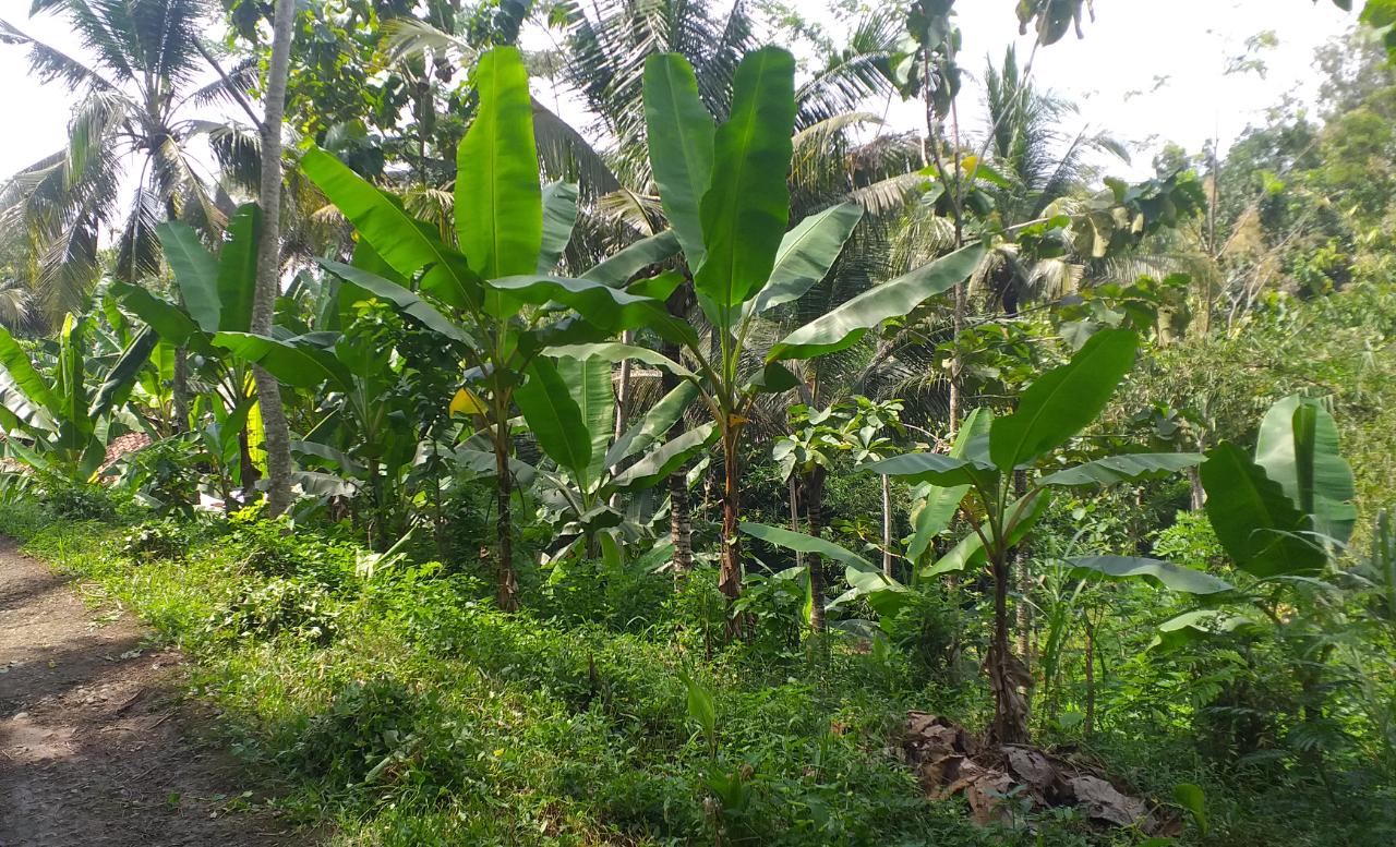 Lahan Kosong Desa: Transformasi Jadi Ladang Produksi Pangan